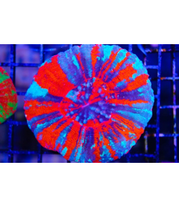 Scolymia coral Warpaint (Per Head)