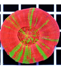 Scolymia coral Bleeding Apple / Reverse (Per Head)
