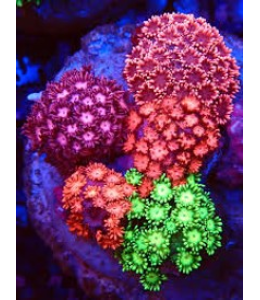 Golf ball coral Mixed Fluro (Large)