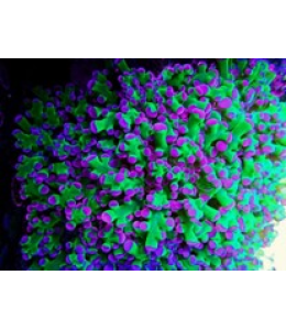 Frogspawn coral A Grade (Medium)