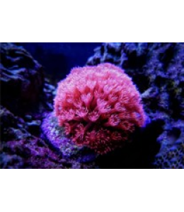 Golf ball coral Ultra Red/Ultra Pink (Medium)