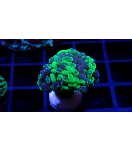 Hammer coral Two Tone / Blotchy (Medium)