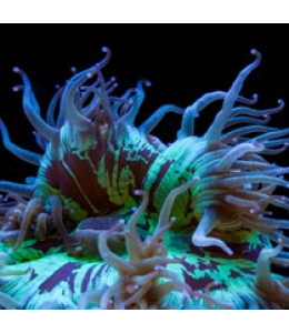 Elegance coral Mackay Ultra Grade (Large)