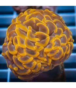 Hammer coral Orange / Gold / Ultra (Medium)