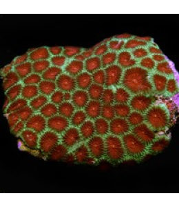Pineapple brain coral Bright Reds and Greens (Medium)
