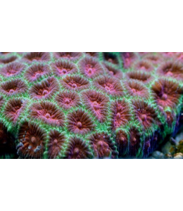 Pineapple brain coral Pinks / Rares / Ultra (Medium)