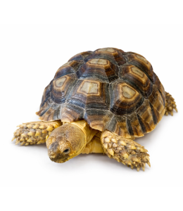 African turtle