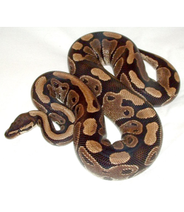 Ball Python