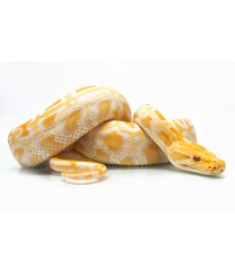 Albino dor Python
