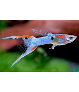 Lyretail Guppy (Male) - 3.5cm