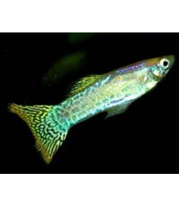 Yellow Golden Cobra Guppy (Male) - 3.5cm