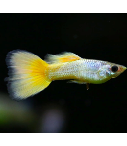 German Yellow Guppy (Male) - 3.5cm