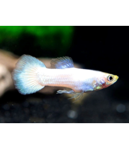 Snow White Guppy (Male) - 3.5cm