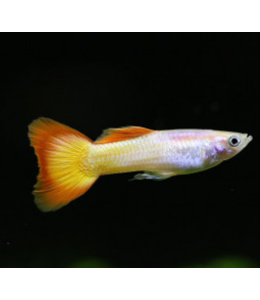 Micariff Sunset Guppy (Male) - 3.5cm