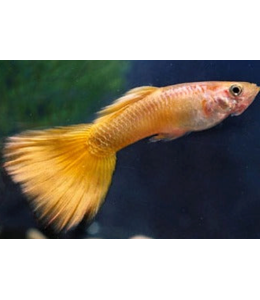 Yellow Tuxedo Guppy (Male) - 3.5cm