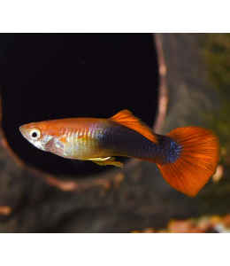 Golden Red Tuxedo Guppy (Male) - 3.5cm