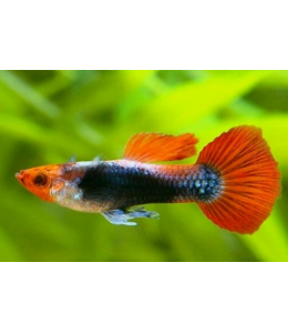 Red Tuxedo Guppy (Male) - 3.5cm
