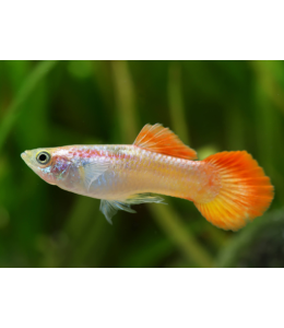 Red Blonde Guppy (Male) - 3.5cm