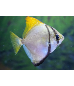 Monodactylus argenteus Mono