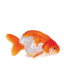 Ranchu Gold Fish - 5cm