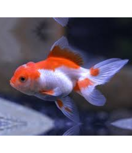 Red Oranda Gold Fish - 5cm