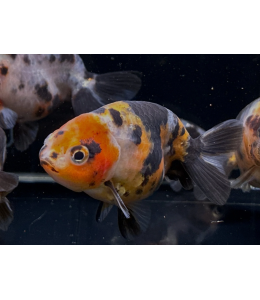 Calico Gold Fish - 5cm