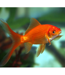Red Gold Fish - 4cm