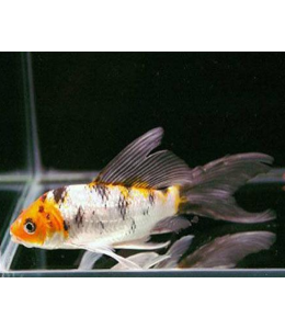 Mixed Veiltail Koi Carp - 7cm