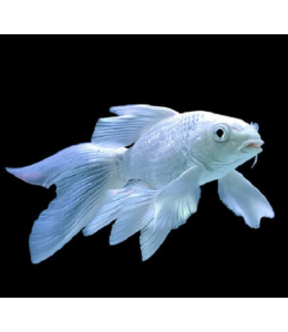 Platinum Veiltail Koi Carp - 7cm