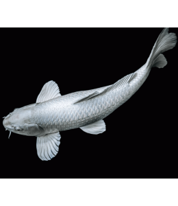 Platinum Koi Carp - 7cm