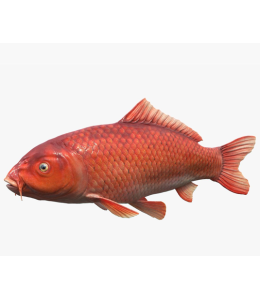Red Carp - 5cm