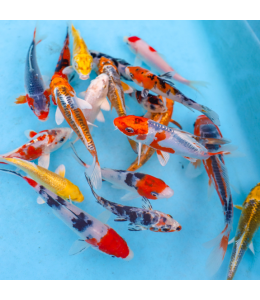 Koi Carp Mixed - 5cm