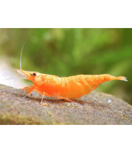 Orange Shrimp