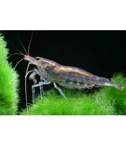 Amano Shrimp