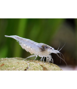 White Snow Ball Shrimp