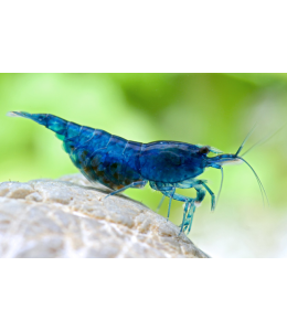 Blue Shrimp