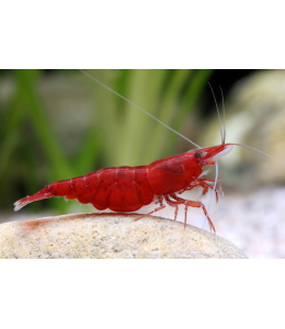 Red Shrimp