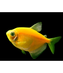 Glow Tetra Yellow