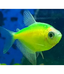 Glow Tetra Green