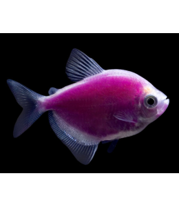 Glow Tetra Purple