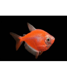 Glow Tetra Orange