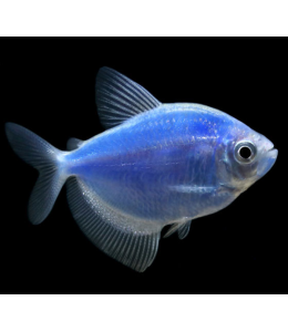 Glow Tetra Blue