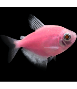 Glow Tetra Pink