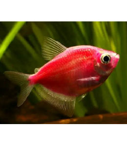 Glow Tetra Red