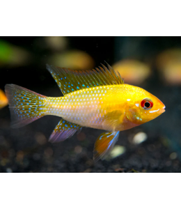 Golden Ramirezi