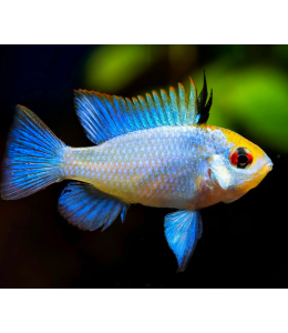 Eelectric Blue Ramirezi