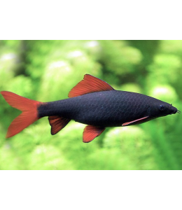 Rainbow Shark