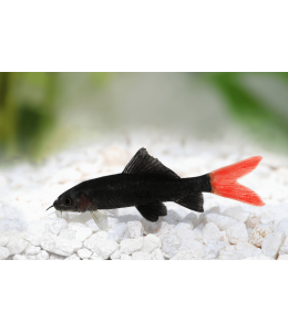 Red Tail Shark - 6cm