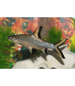 Silver Shark - 6cm
