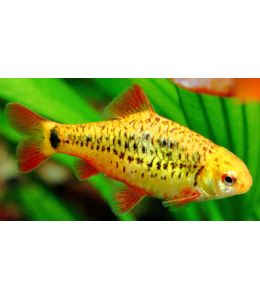 Golden Barb - M